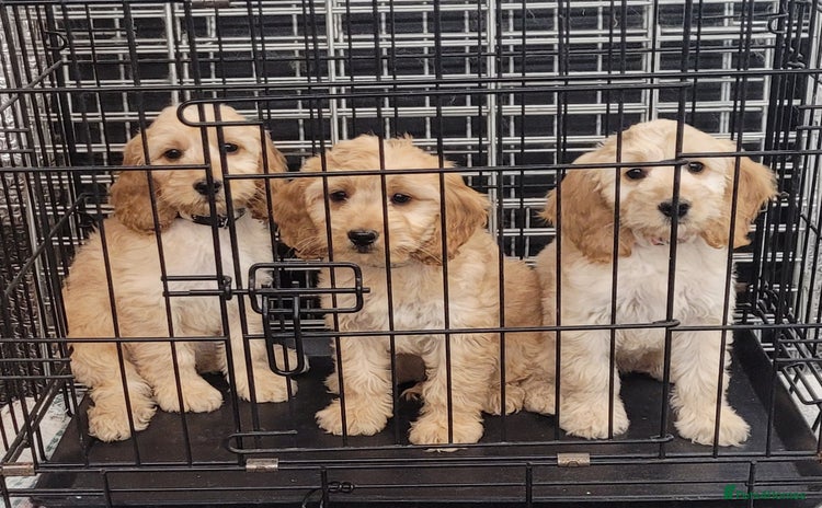 Cockapoo dogs in Mansfield - Advert 11
