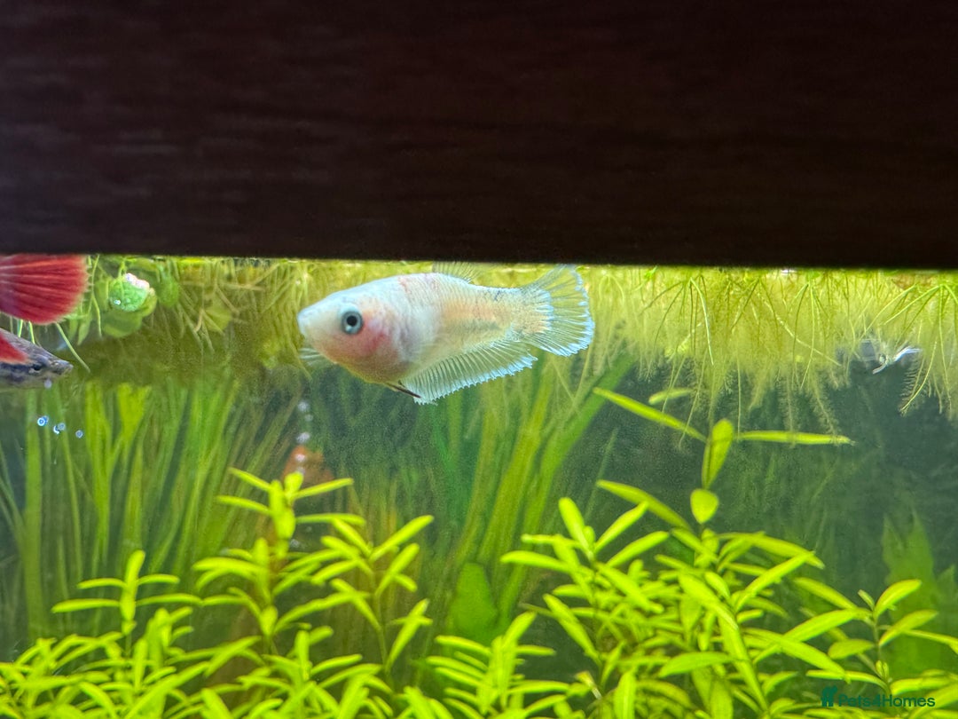 Bettas fish for sale: 350Litre 4ft Tank Plus Fish plants and decorations - Advert 9