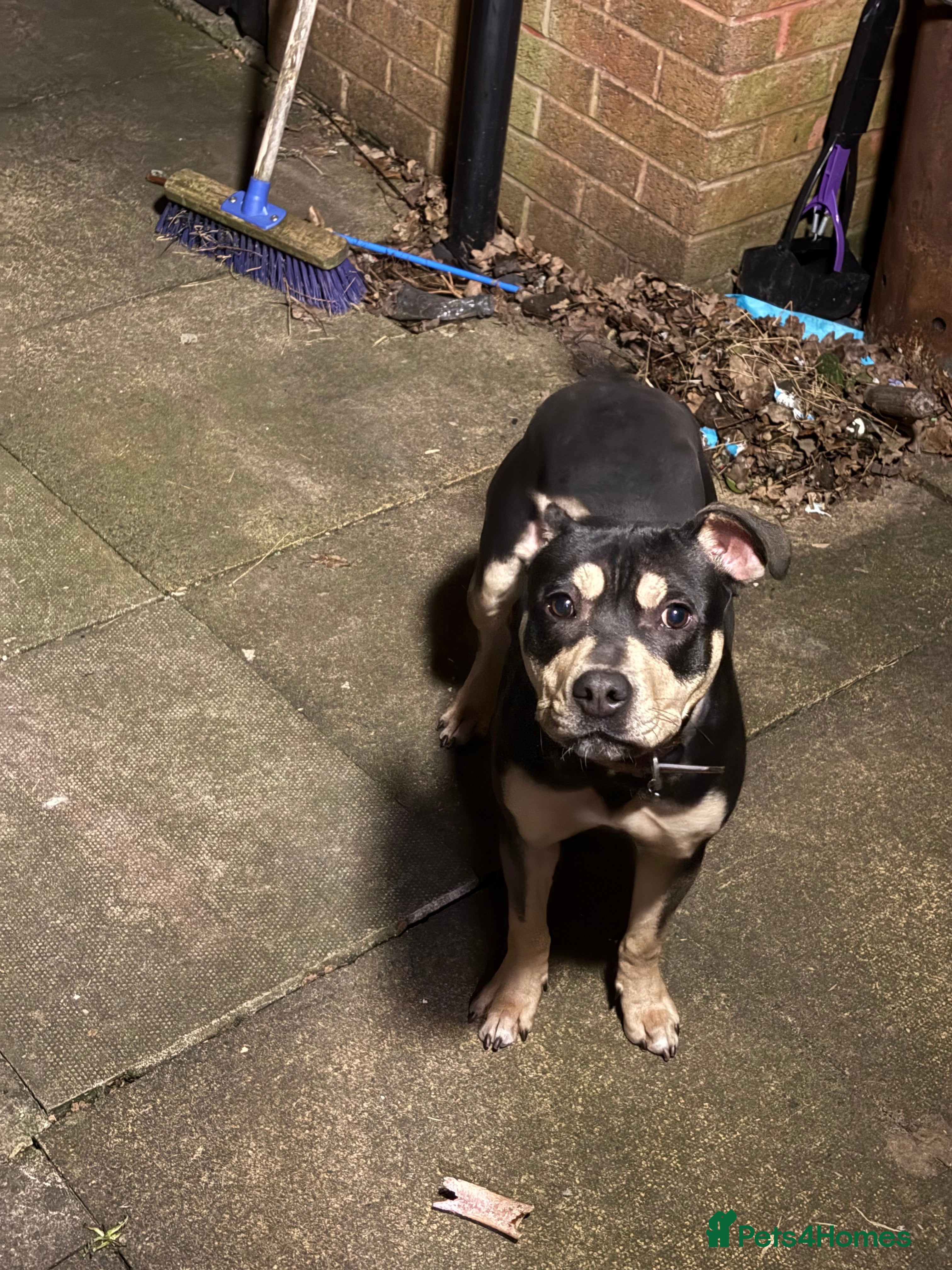 Mixed Breed dogs Mixed breed girl  - Advert 4