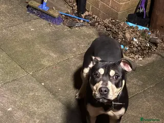 Mixed Breed dogs Mixed breed girl - Advert 4