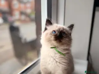 Ragdoll cats READY NOW RAGDOLL KITTENS - Advert 10