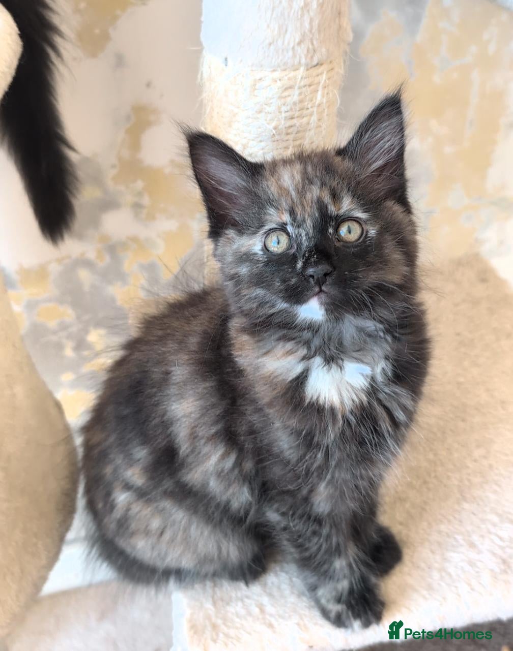 Mixed Breed cats 4 lovely little kittens - Advert 1