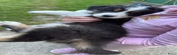 Australian Shepherd dogs for sale: The last beautiful female Australian Shepherd in Poole - Advert 9