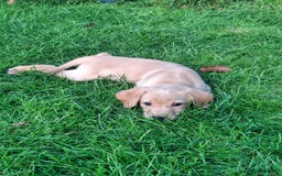 Labrador Retriever dogs for sale: 5th generation pedigree labs - Image 2