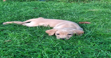 Labrador Retriever dogs - Advert 3
