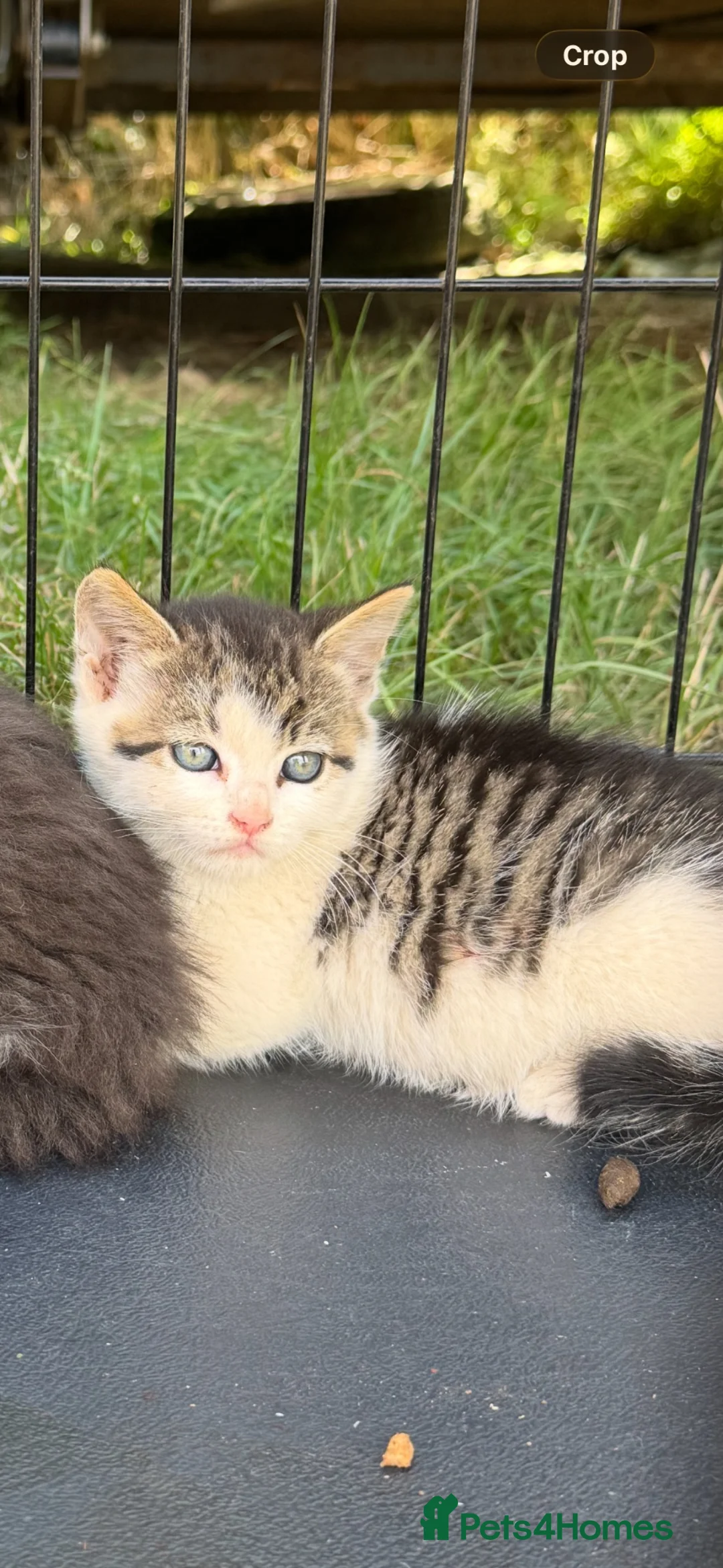 Mixed Breed cats for sale: Farm kittens - Advert 1