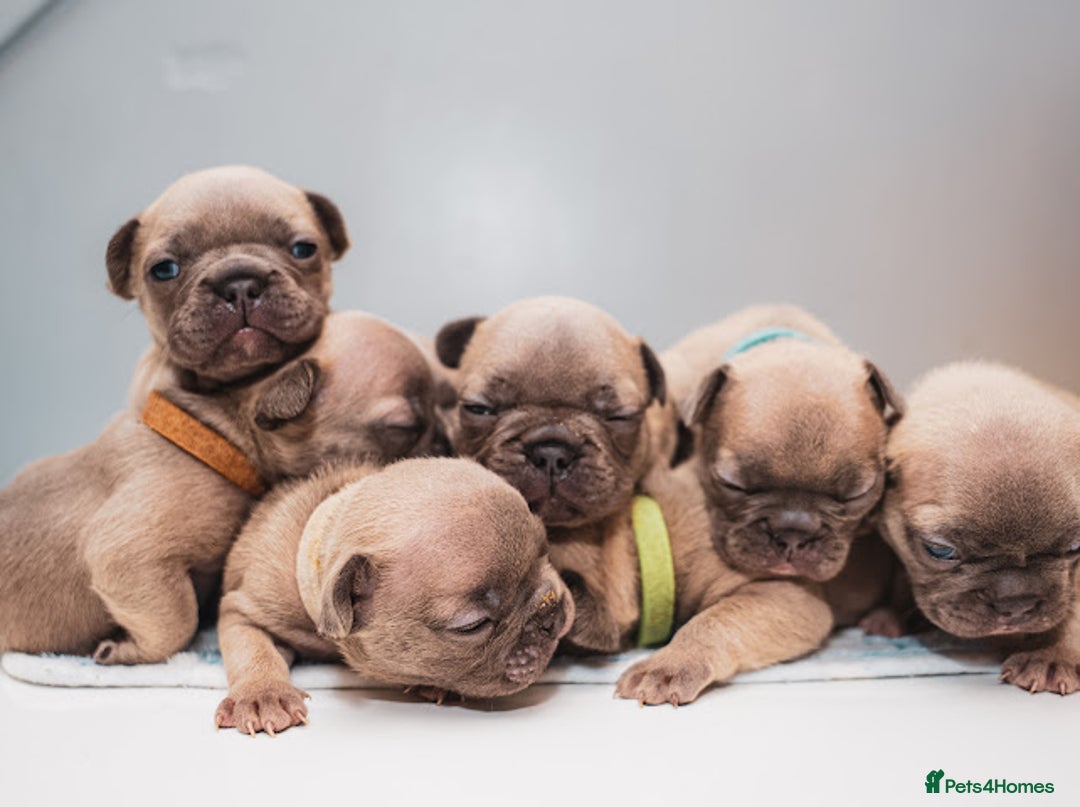 French Bulldog dogs for sale: 5 boys and 3 girls - DEPOSITS BEING TAKEN - Advert 5