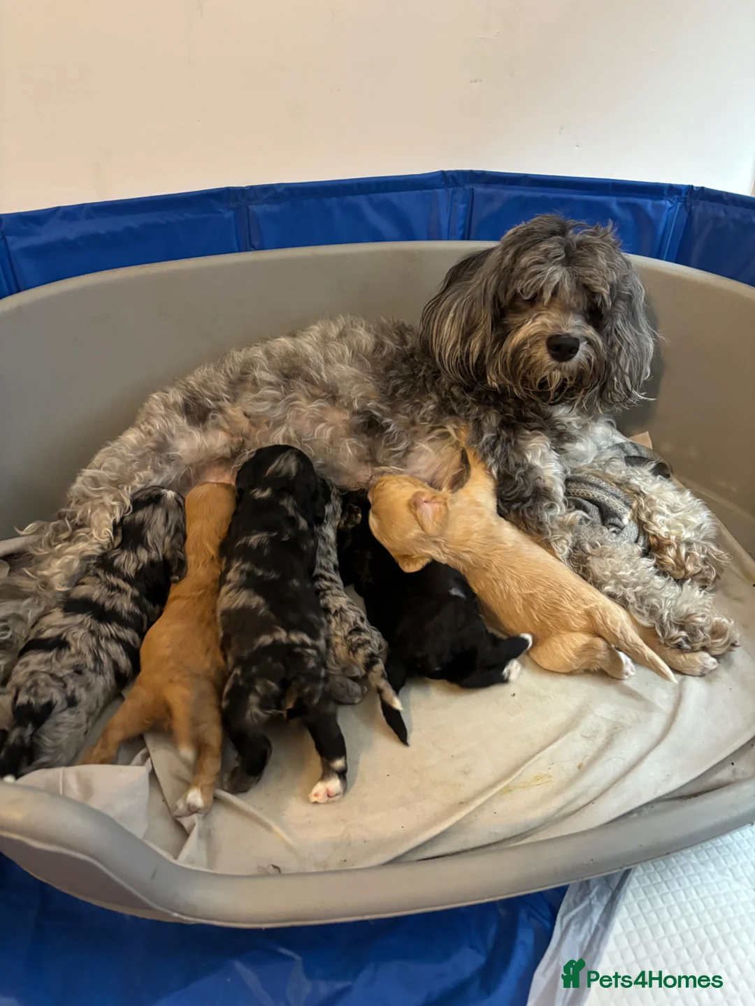 Cavapoo dogs for sale: Cavapoo Blue Merle mixed colours available  - Advert 1