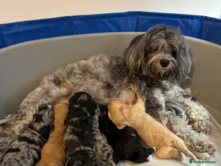 Cavapoo dogs Cavapoo Blue Merle mixed colours available - Advert 14