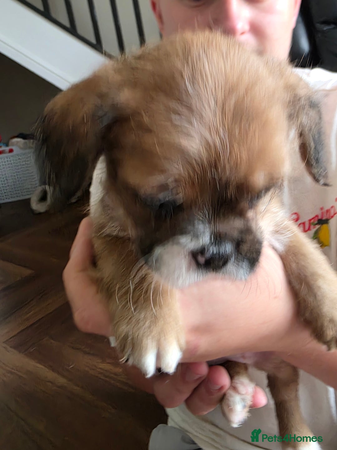 Mixed Breed dogs for sale: Reduced French bulldog x pomeranian pups 8 wks  - Image 2