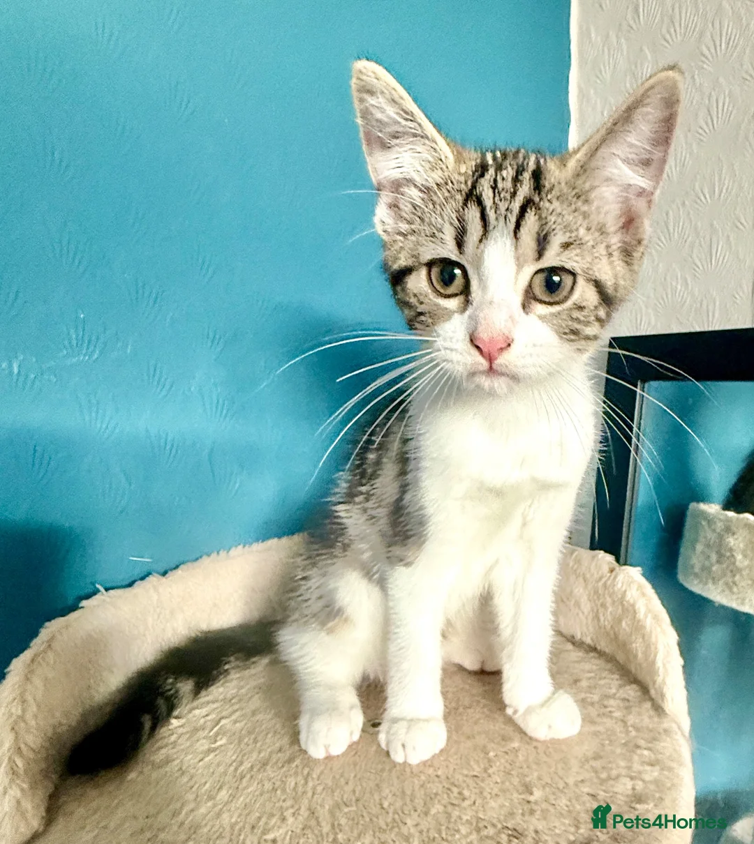 Mixed Breed cats for sale: Gorgeous tabby and white female Kitten - Elsie - Advert 2