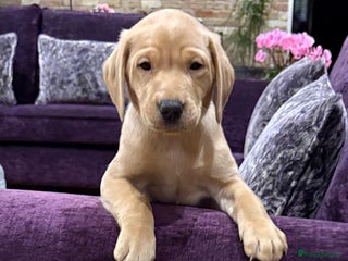 Labrador Retriever dogs - Advert 7