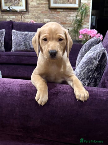 Labrador Retriever dogs - Advert 9