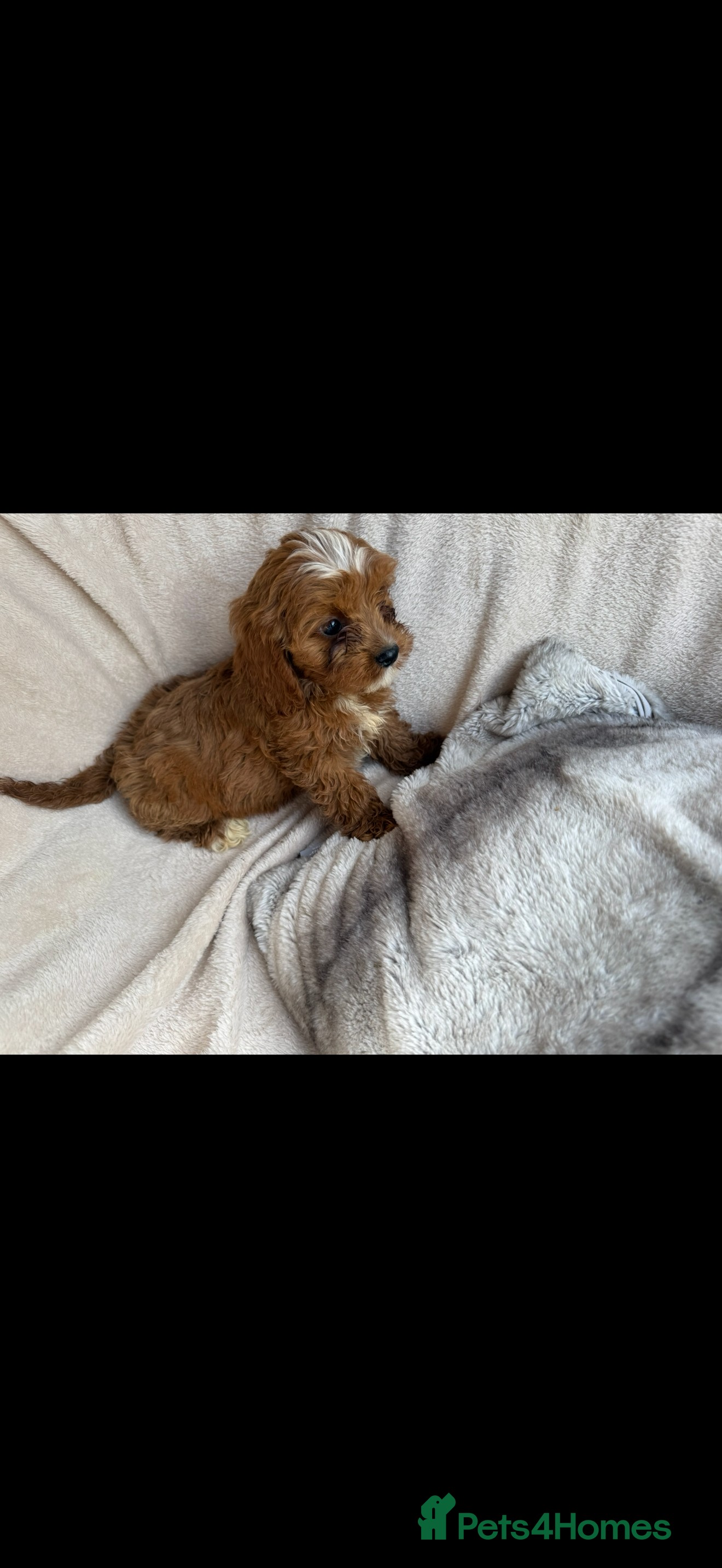 Cavapoo dogs 🐾 Beautiful red  Cavapoos 🐾 - Advert 7