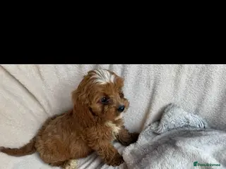 Cavapoo dogs 🐾 Beautiful red Cavapoos 🐾 - Advert 1