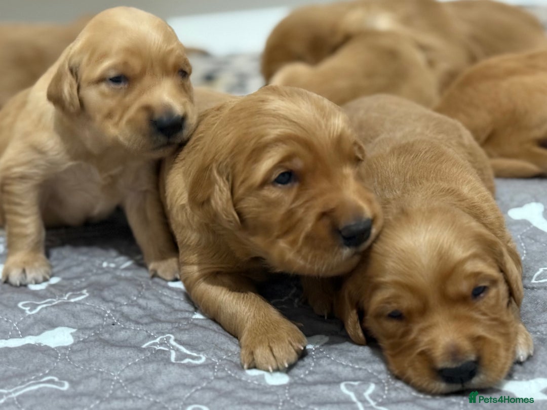 Golden Retriever dogs for sale: Dark Red Golden Retriever Pups  - Image 13
