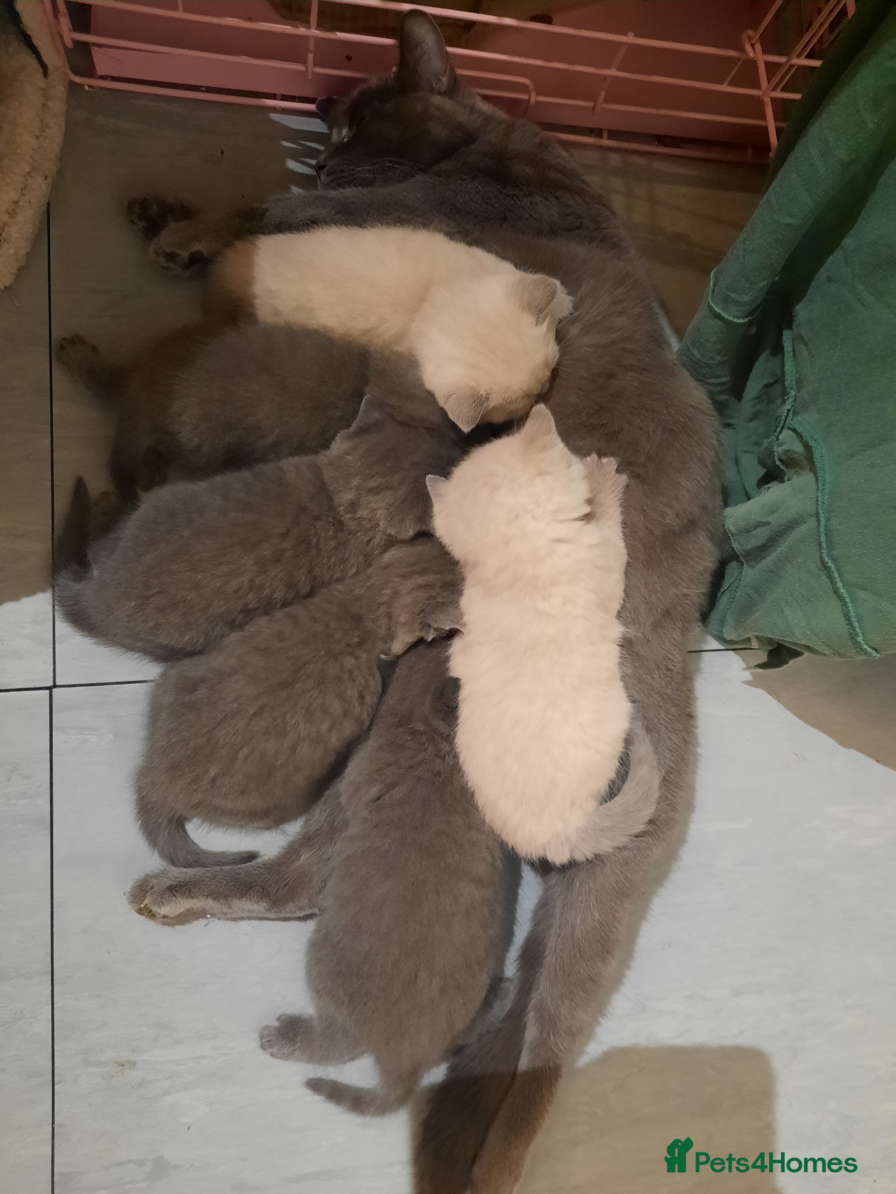 British Shorthair cats British shorthair kittens  - Advert 1