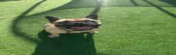 French Bulldog dogs for sale: Female French Bulldog  - Advert 3