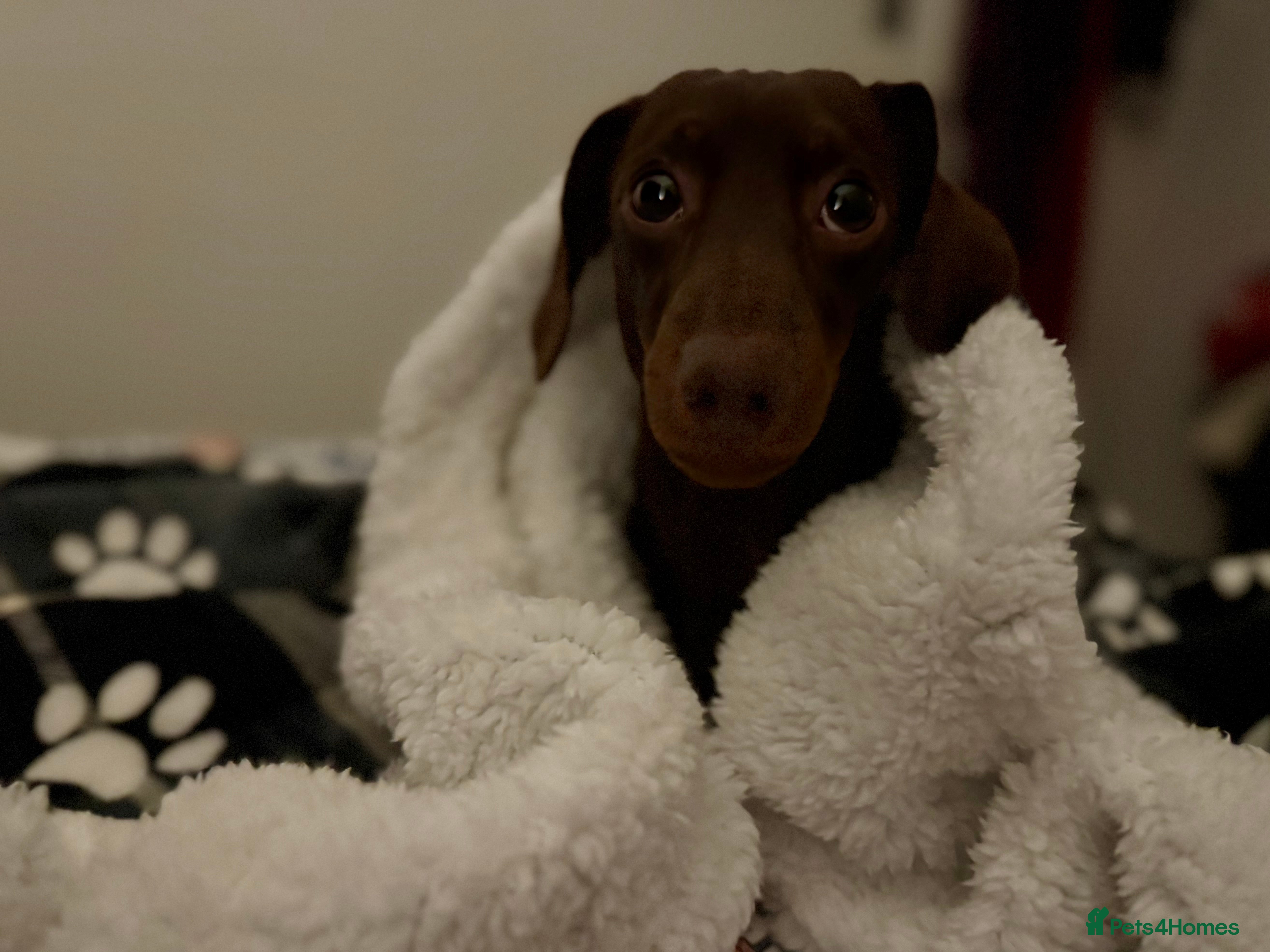 Miniature Dachshund dogs Wilbur the mini dachshund  - Advert 1