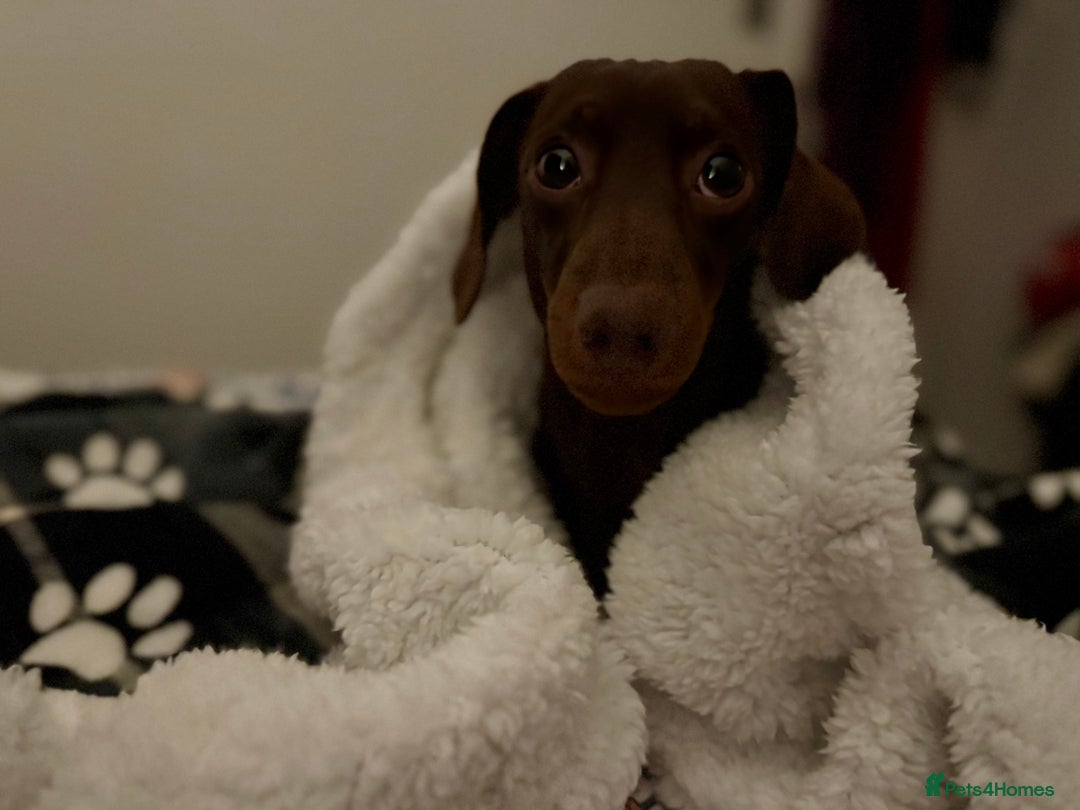 Miniature Dachshund dogs for sale: Wilbur the mini dachshund  - Image 1