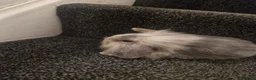 Lionhead rabbits for sale: A stunning mix off lion and lop rabbits - Advert 10
