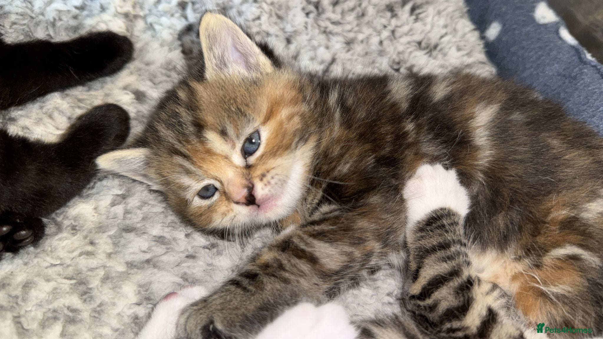 Mixed Breed cats  Beautiful half Maine coon kittens  - Advert 1