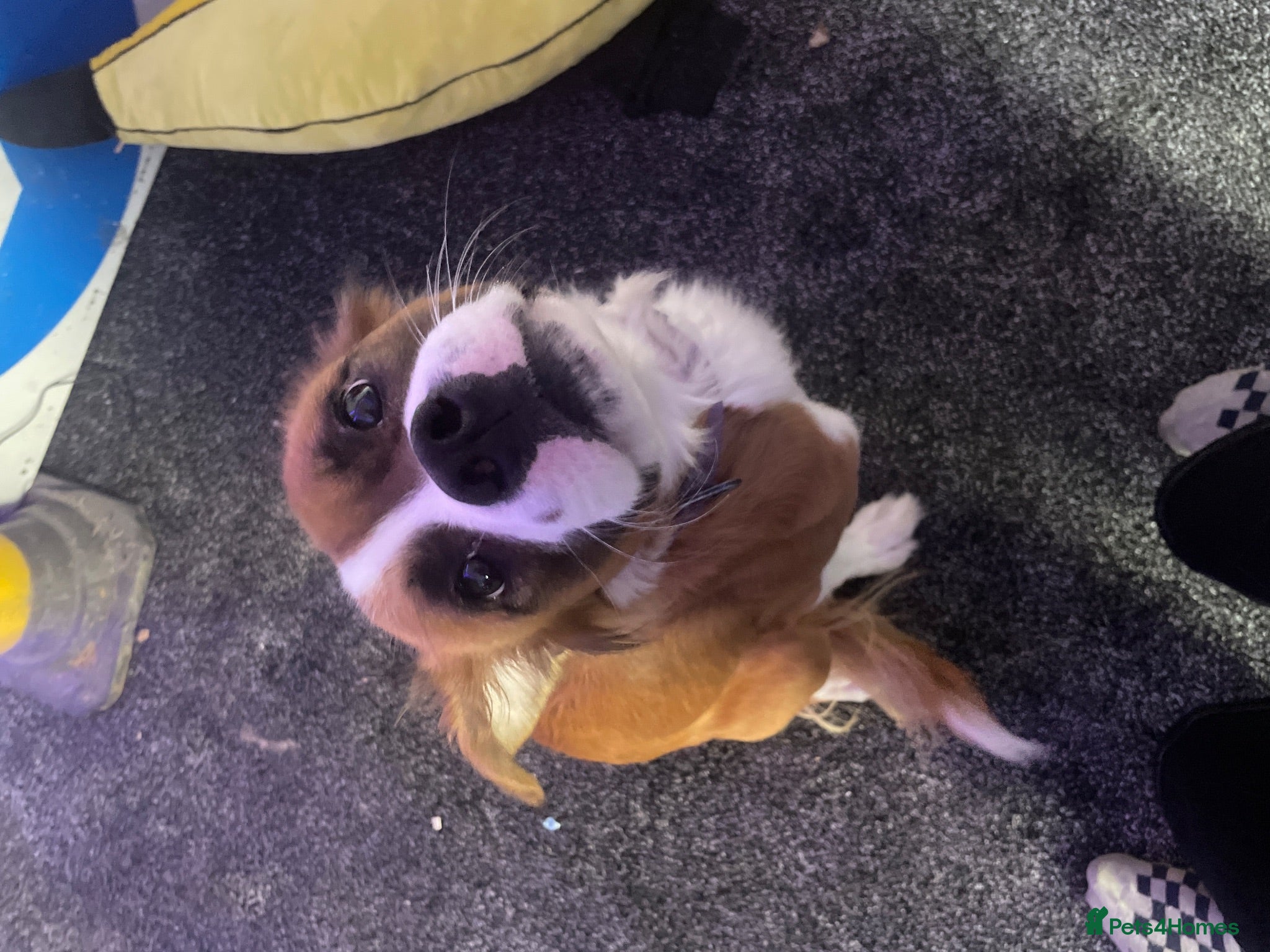 Mixed Breed dogs puppy - Advert 4