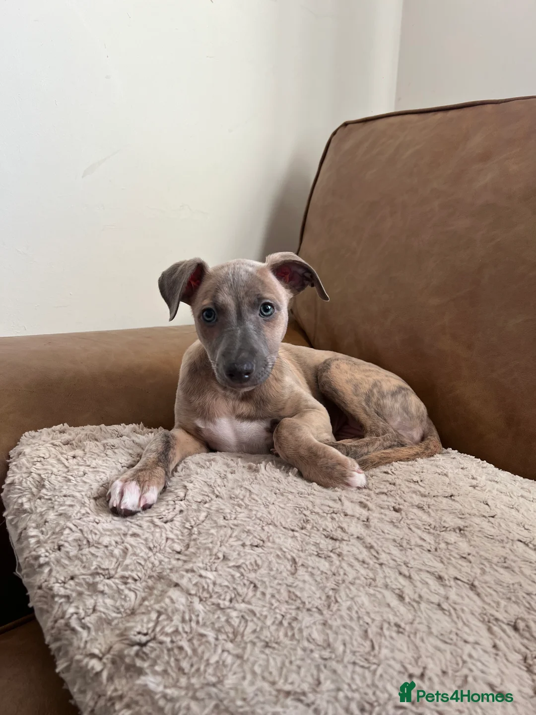Whippet dogs for sale: KC Registered Female Whippet Puppy - Advert 1