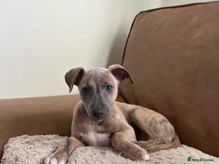 Whippet dogs KC Registered Female Whippet Puppy - Advert 7
