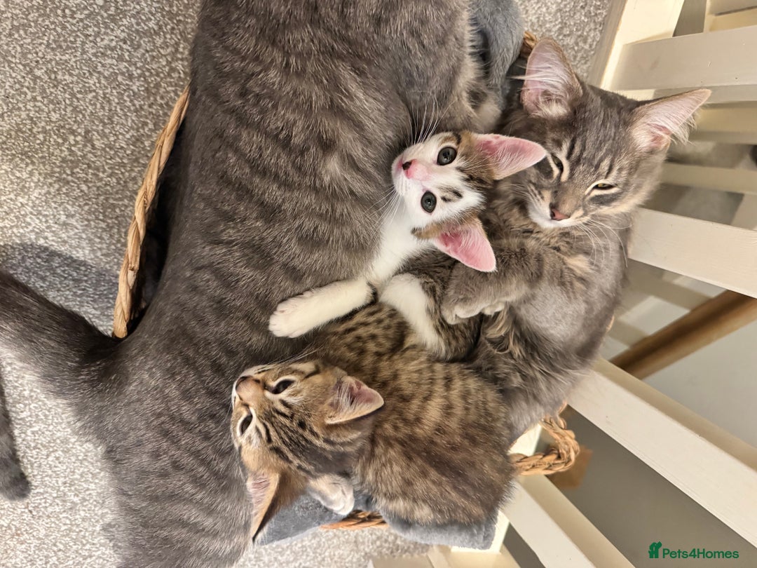 Mixed Breed cats for sale: 3 Beautiful Kittens for New Homes - Advert 4