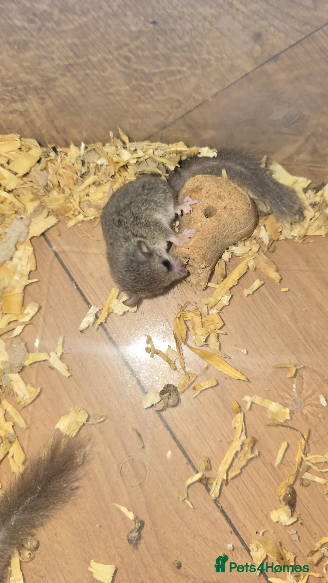 Mixed Breed rodents for sale: Young Dormice for sale – £10 each(group only) in Huntingdon - Advert 3
