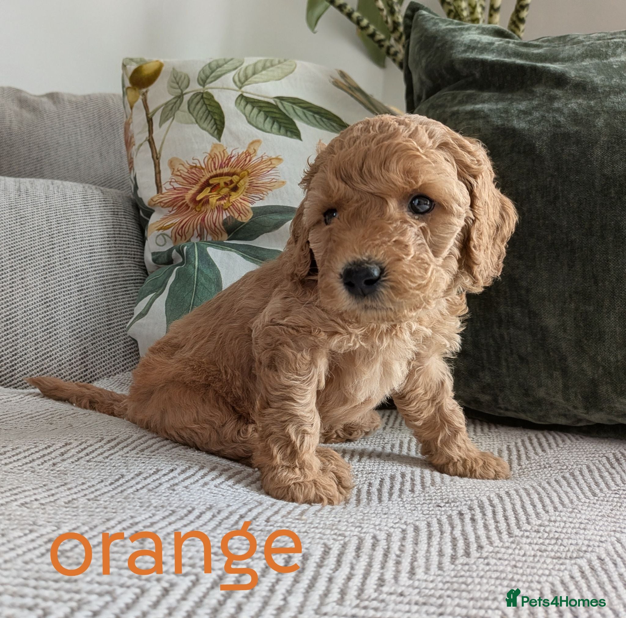 Miniature Poodle dogs KC Registered Red & Apricot Miniature Poodles - Advert 2