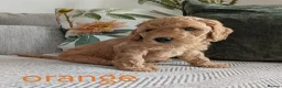 Miniature Poodle dogs for sale: KC Registered Red & Apricot Miniature Poodles - Advert 16