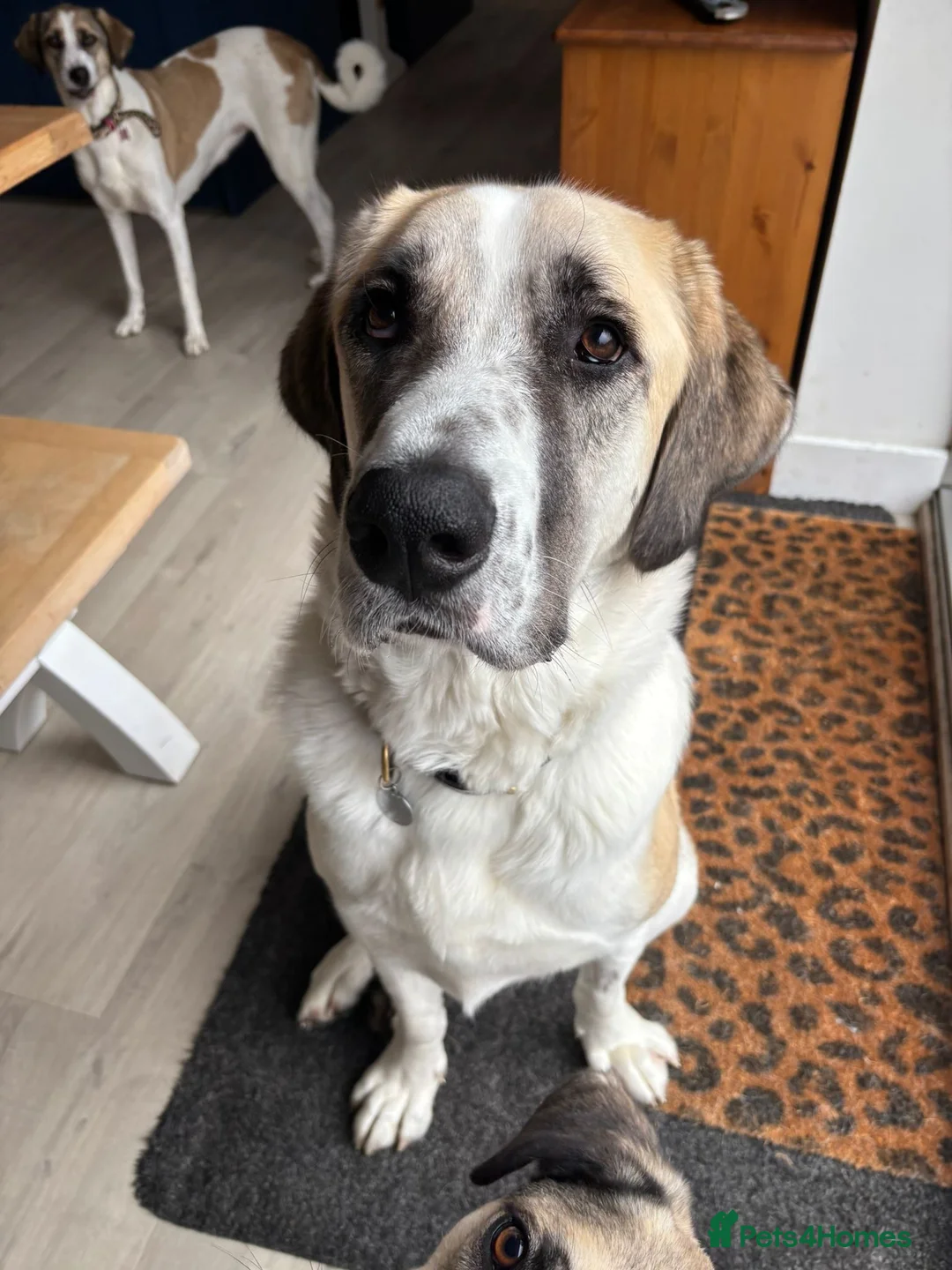 Mixed Breed dogs for adoption: Dexter The Gentle Giant ❤️ - Advert 1