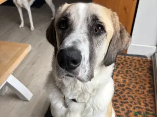 Mixed Breed dogs Dexter The Gentle Giant ❤️ - Advert 1