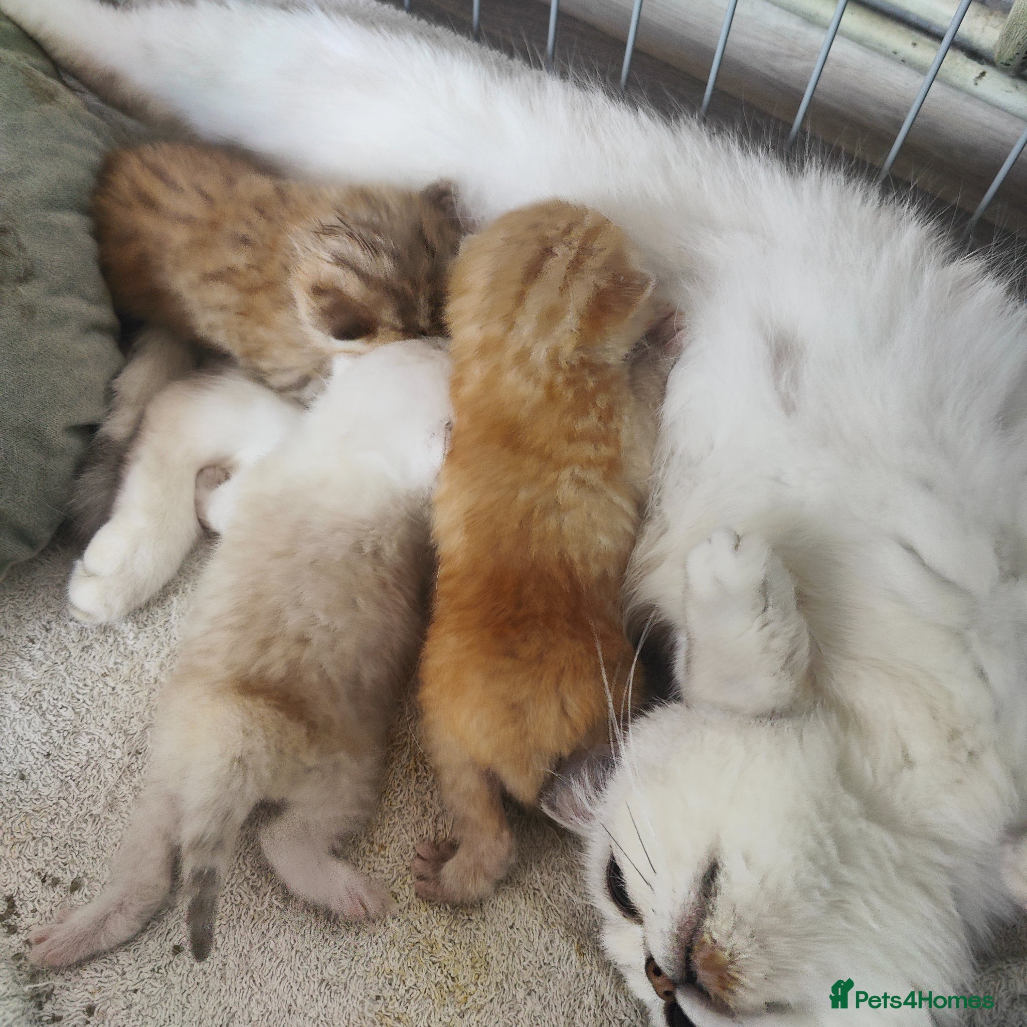 British Shorthair cats for sale: Beautiful British Shorthair Kittens for Sale 🐾 - Advert 8