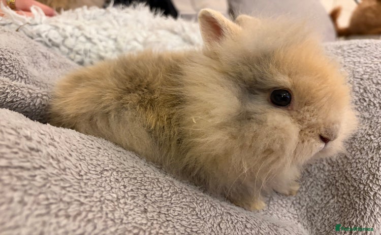 Lionhead rabbits Double maned lion head bunnies for sale  - Advert 15