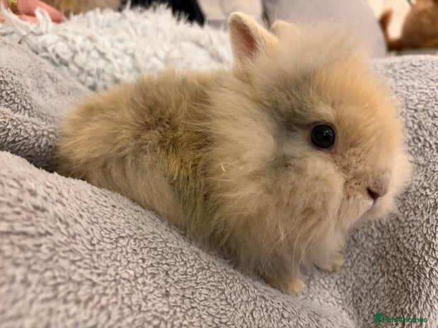 Lionhead rabbits Double maned lion head bunnies for sale - Advert 15
