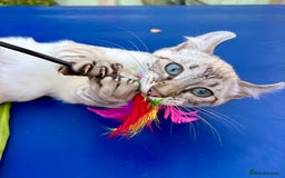 Keetso cats for sale: Wild looking polydactyl curled eared snow leopard  - Image 5
