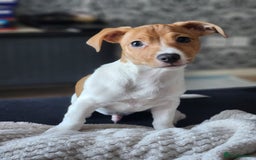 Jack Russell dogs for sale: Im selling my beautiful dog - Image 4