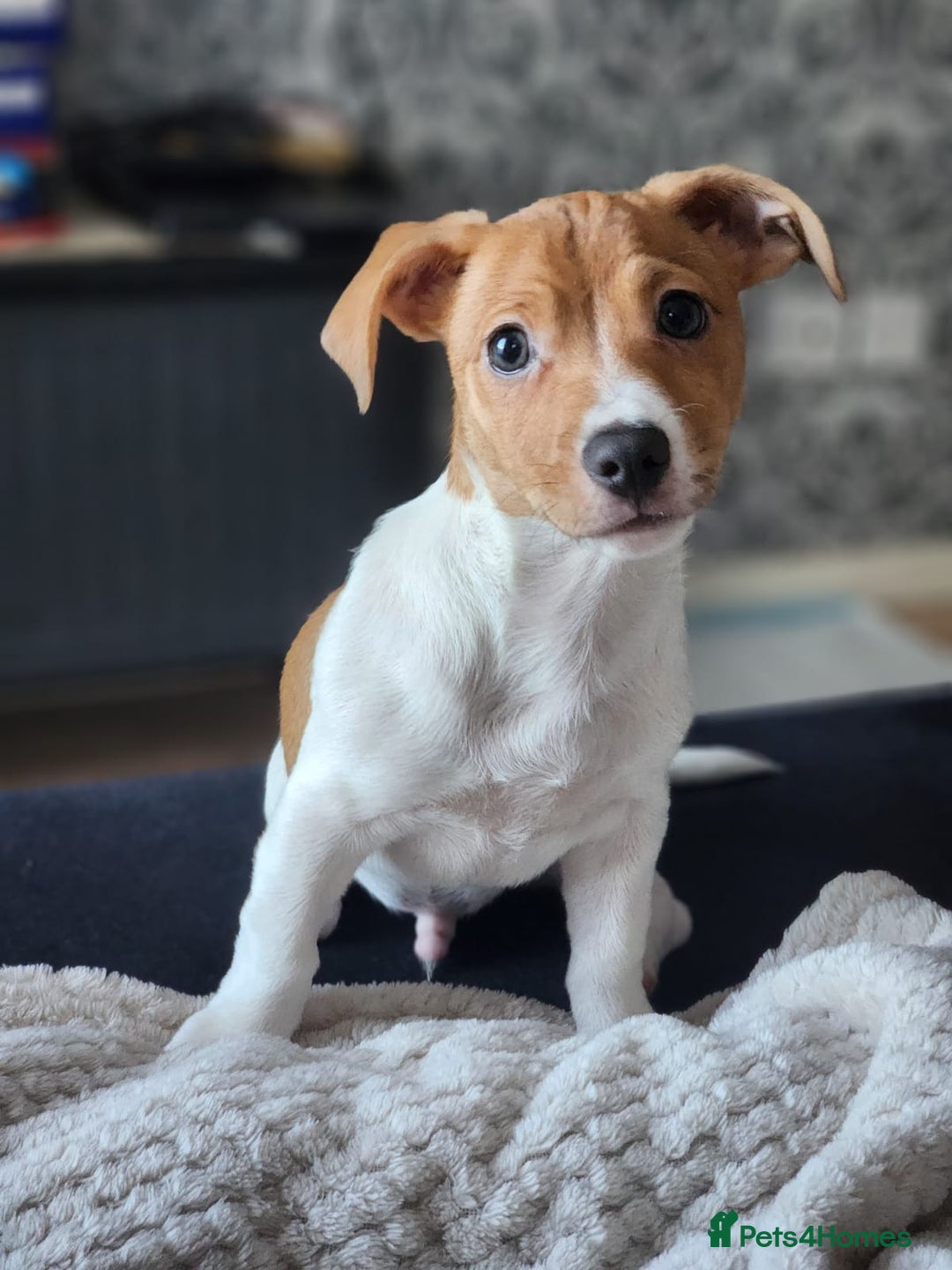 Jack Russell dogs for sale: Im selling my beautiful dog - Image 4
