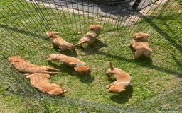 Labrador Retriever dogs for sale: Beautiful fox red lab puppies in Cambridge - Image 11