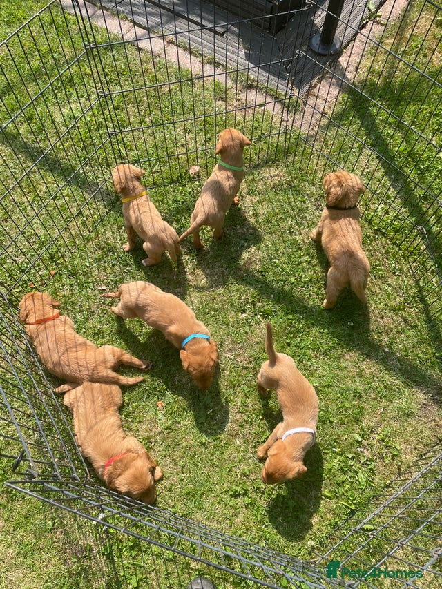 Labrador Retriever Puppy 4 Beautiful fox red lab puppies for sale in