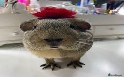 Guinea Pig rodents for sale: Two female guinea pigs - Image 3
