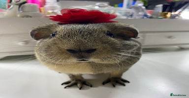 Guinea Pig rodents - Advert 9
