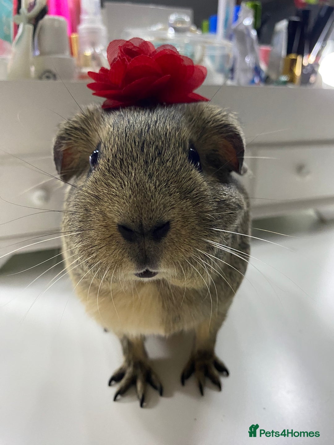 Guinea Pig rodents for sale: Two female guinea pigs - Image 3