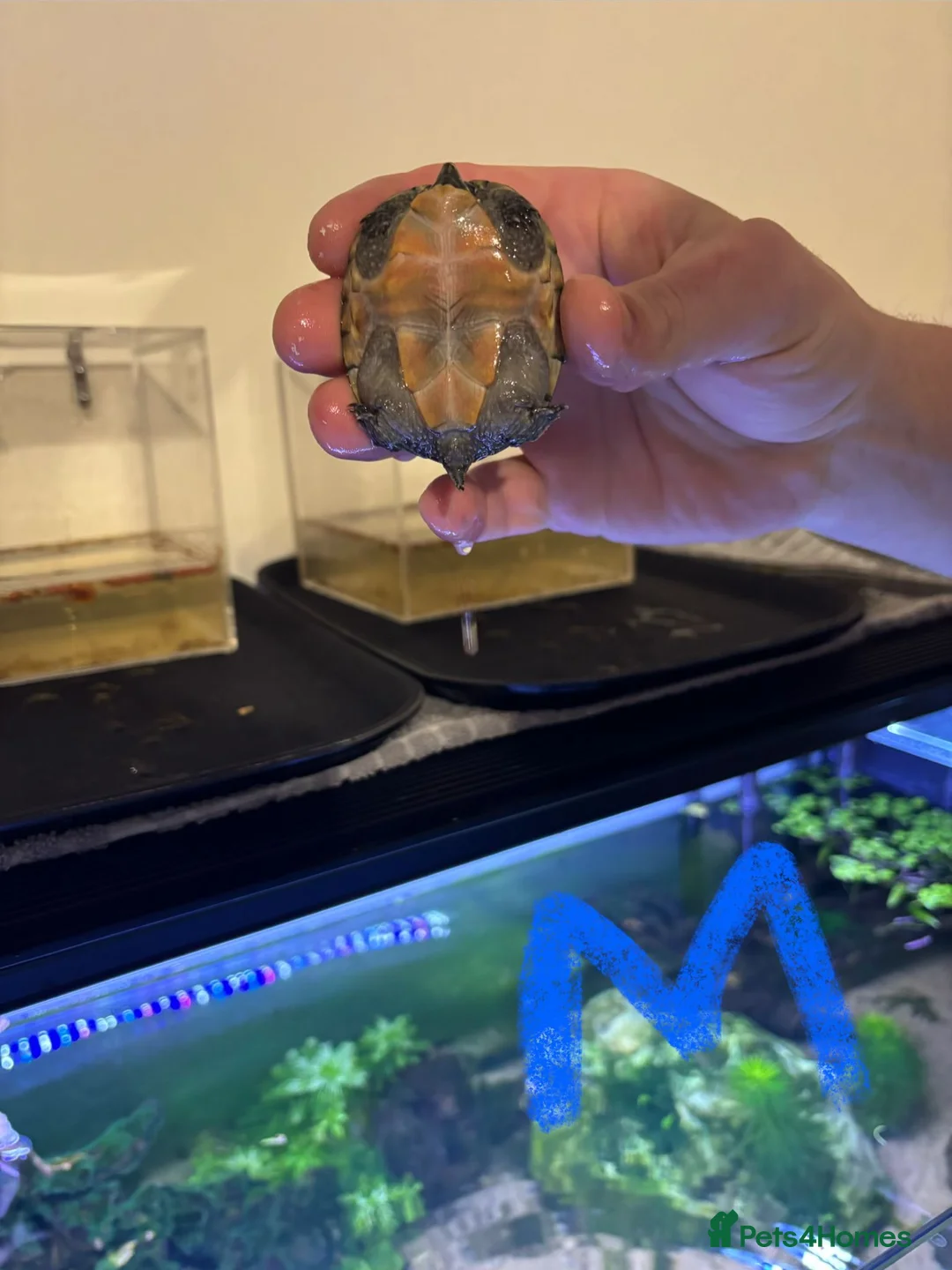 Turtle reptiles for sale: 2 Musk Turtles Unsexed - Advert 4