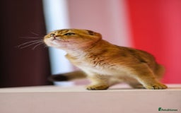 Scottish Fold cats for sale: Scottish Straight Golden Shaded Rare Affectionate - Image 27