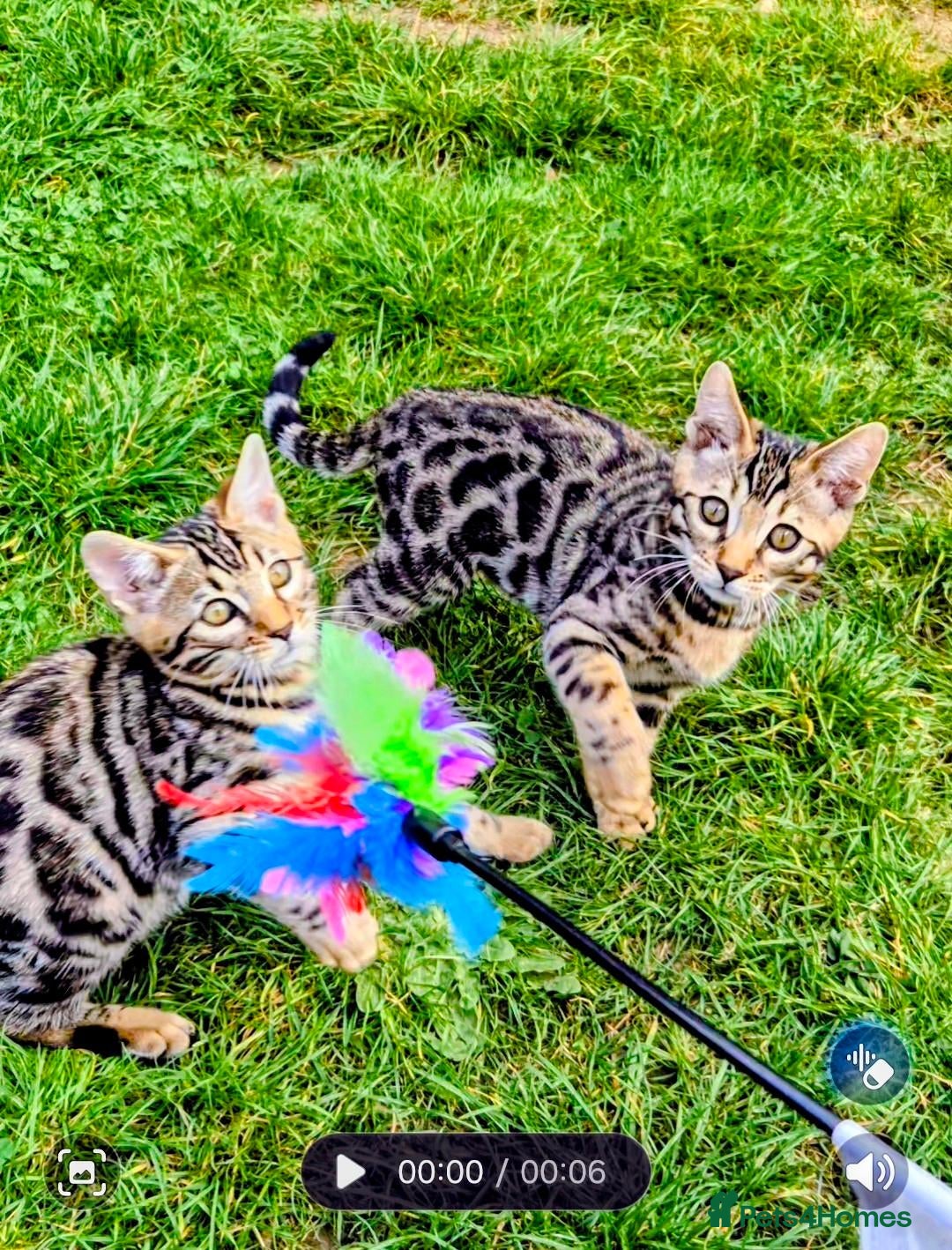 Bengal cats  Charcoal Bengal Boy Ready for forever Homes 🥰 - Advert 2
