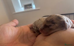 Cockapoo dogs for sale: Cockapoo puppies - Image 23